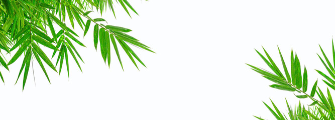  Green bamboo leaves on a white background.with clipping path