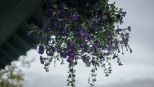 Low Angle Shot Of Purple Campanula Flowers Hanging From The Roof