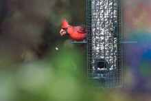 Male Cardinal Eats From Backyard Bird Feeder With Rainbow