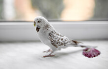 White Wavy Parrot Walks On The Windowsill