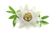 © New Africa - Beautiful blossom of Passiflora plant (passion fruit) with green leaves on white background