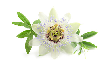 Wall Mural - Beautiful blossom of Passiflora plant (passion fruit) with green leaves on white background