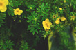 Ogródek, żółty kwiatek, owad