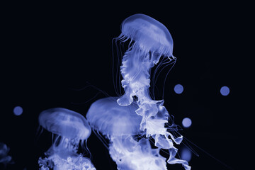 Wall Mural - Cold blue jellyfish on a black background.