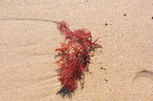 Image Of A Red Seaweed Or Gracilaria (Rhodophyta) On The Beach Sand