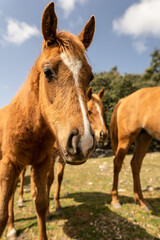 Wall Mural - Brown horse walking towards the photographer in the countryside during a sunny morning.