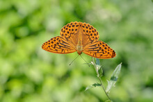 Male Silver-washed Fritillary (Argynnis Paphia), Dorsal View.