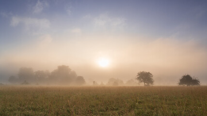 Sticker - Sunrise on a foggy summer morning somewhere in the floodplains of the river Rhine