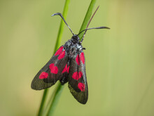 Five-spot Burnet Moth, Zygaena Trifolii, Devon, England.
