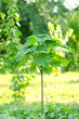 Young paulownia tree on a background of grass and other trees 