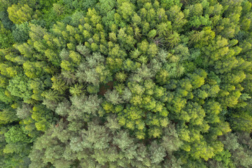 Wall Mural - Aerial top down view on lush, green forest