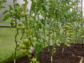 Wall Mural - A lot of green unripe tomatoes growing in greenhouse