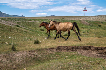 Sticker - horses in the steppe