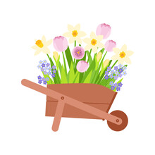 A Wooden Wheelbarrow Filled With Garden Flowers.  Yellow Daffodils, Pink Tulips, Lilac Forget-me-nots.  Vector Illustration.