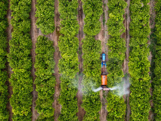 Tractor spraying citrus 