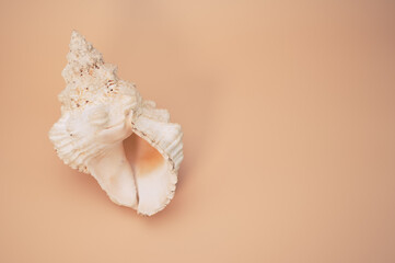 Wall Mural - Top view of seashell isolated on a light cream background with copy space