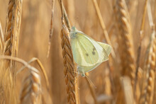 Pairing Of Small Cabbage White Butterflies (Pieris Rapae) In A Barley Field. Focus On The Upper Butterfly.