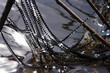 Krötenlaich in hängt in langen Schnüren im Frühling an einem Teich