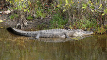 American Alligator Basking In A Mangrove Swamp