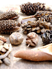 Sticker - Vertical shot of different kinds of pines on a stone surface