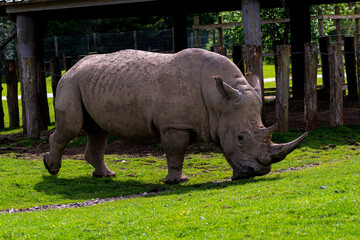 Poster - Closeup of a rhinoceros outdoors on the grass during daylight