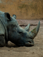 Poster - Vertical shot of a rhinoceros outdoors on the grass during daylight