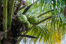 Young Green Coconut On A Palm Tree. Coconut Plantation, Cultivation Of Coconuts
