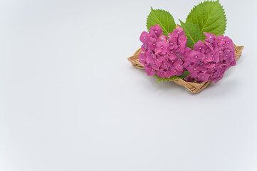 Poster - Fresh pink hydrangeas on a flat wicker basket isolated on white background