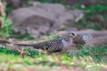Closeup Shot Of A Spotted Dove Standing On The Grass On A Blurred Background