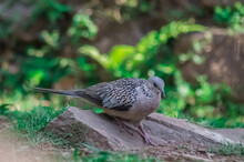 Closeup Shot Of A Spotted Dove Standing On A Stone On A Blurred Background
