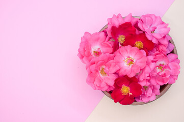 Sticker - Top view of fresh pink and red peony flowers on a bowl isolated on pink background with copy space