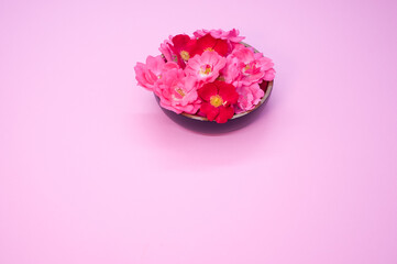 Poster - Bowl of fresh pink and red peony flowers isolated on pink background with copy space