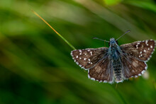 Top View Of Beautiful Brown Butterfly With White Dots Flying Above The Meadow. Close Up And Macro Shoot Of Rhopalocera