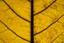 Macro Yellow Brown Leaf Texture And Background