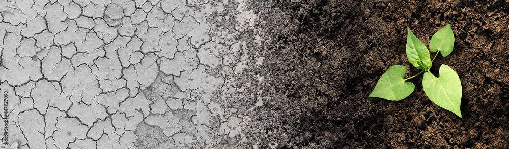 Climate change cycle as a dried or dry cracked land suffering from drought turning into rich moist organic earth with a growing young plant as a composite. - obrazy, fototapety, plakaty 