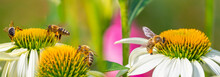 Garden Flowers And Bees Macro Photography