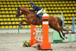 Young girl jumping obstacle with bay horse