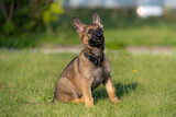 Fototapeta Koty - Dog portrait of an eight weeks old German Shepherd puppy with a green grass background. Sable colored, working line breed