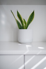 Wall Mural - Plant in a pot