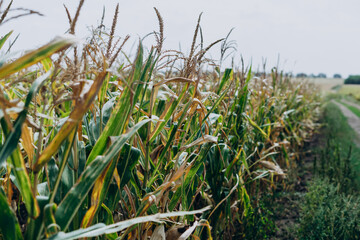 Wall Mural - Tall green and yellow stalks of corn. Sugar corn dried in the summer sun. Corn field. Agriculture.