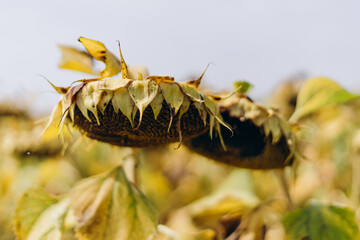 Young sunflower with black seeds. Close up of a sunflower head on a large field. There is no sunflower field on a cloudless background. Agriculture.