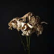 Closeup shot of withered flowers on an isolated black background