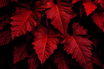 Papier Peint - closeup nature view of red leaves background, abstract leaf texture