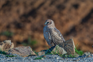 Poster - Chicken Harrier, (Circus cyaneus), perched on ground in the wild.