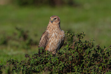 Poster - Chicken Harrier, (Circus cyaneus), perched on ground in the wild.