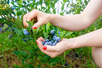 Sticker - Woman gently picking blueberries in the field