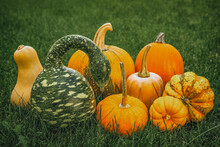 Group Of Pumpkins (Speckled Swan And Yellow Organic Pumpkins)  And Squash Close Up On The Grass In The Garden