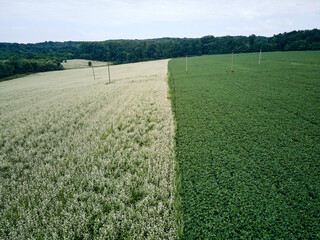 aero view of soybean and buckwheat crops. white field of buckwheat and green field of soybeans