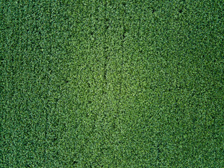 Wall Mural - aero view of soybean crops