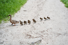 Little Duckling Crossing The Road By Following Their Mom